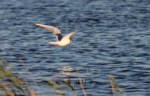 Mas Antonelle - camargue.fr