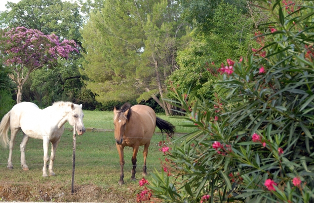 Mas Antonelle - camargue.fr