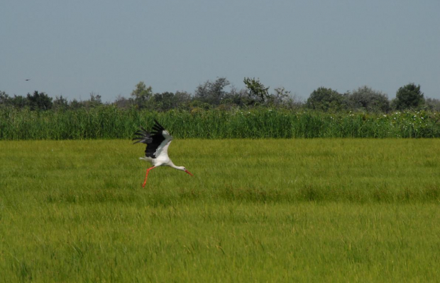 Mas Antonelle - camargue.fr