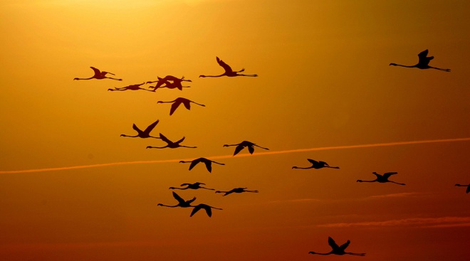 Le Mas des Barres *** - camargue.fr