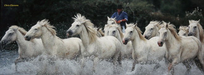 Le Mas des Barres *** - camargue.fr