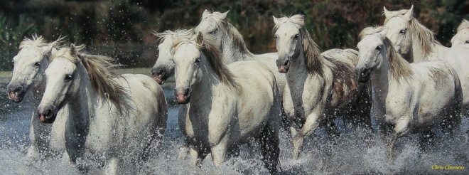 Le Mas des Barres *** - camargue.fr