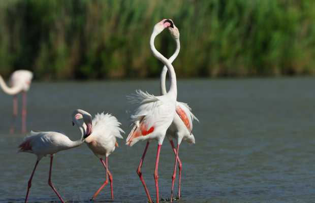 Le Mas des Barres *** - camargue.fr