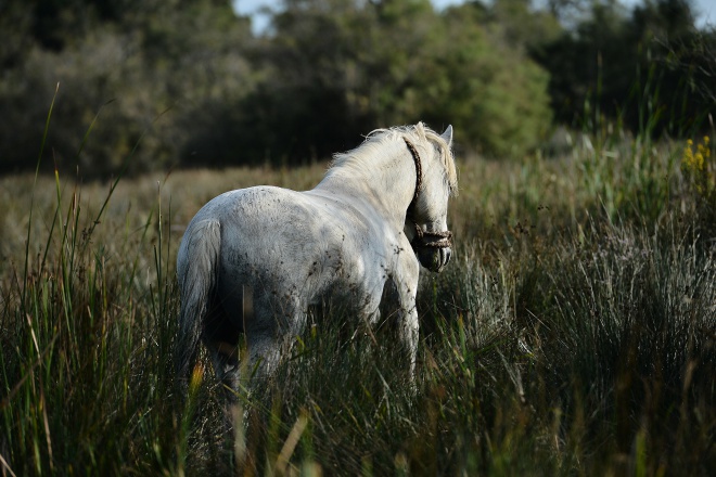 Hôtel Le Mas de la Grenouillère *** - camargue.fr