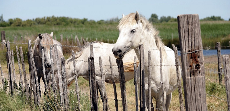 Mas de Layalle  - camargue.fr