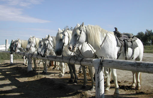 Mas de Layalle  - camargue.fr