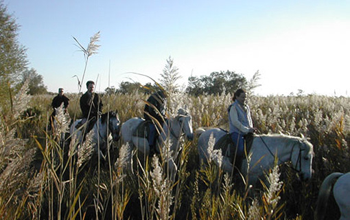 Mas de Layalle  - camargue.fr