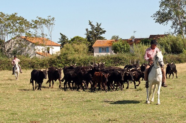 Mas de Layalle - camargue.fr