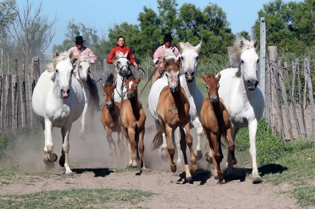 Mas de Layalle - camargue.fr