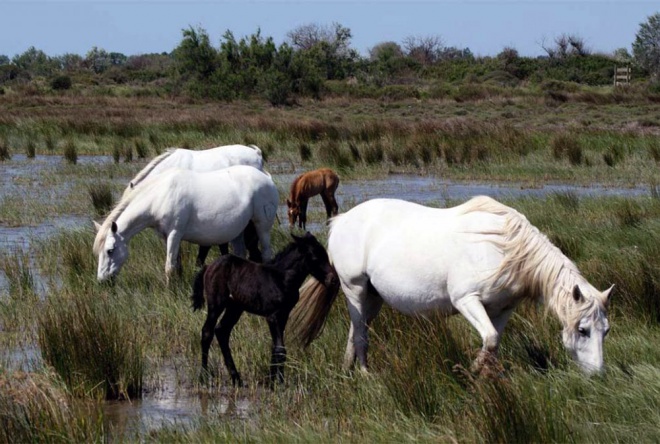 Camping Mas de Mourgues *** - camargue.fr