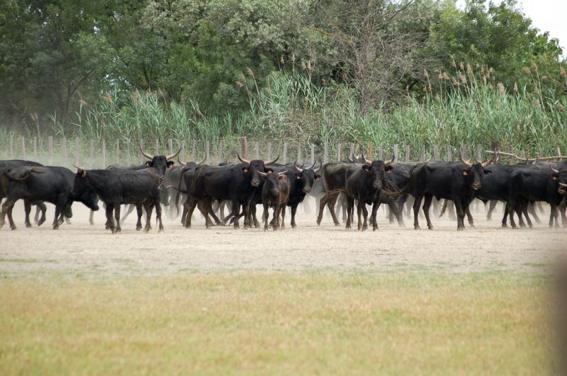 Les Grandes Cabanes du Vaccarès - camargue.fr