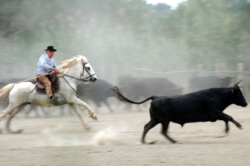 Les Grandes Cabanes du Vaccarès - camargue.fr