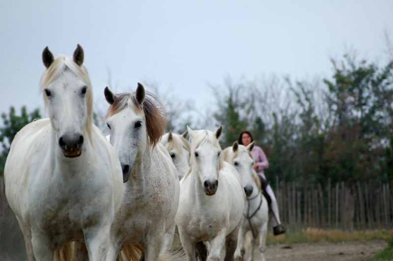 Les Grandes Cabanes du Vaccarès - camargue.fr