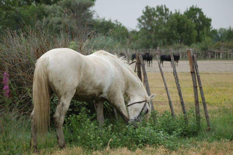 Les Grandes Cabanes du Vaccarès - camargue.fr