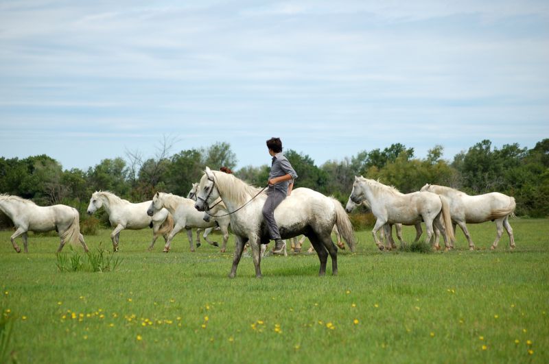 Les Grandes Cabanes du Vaccarès - camargue.fr