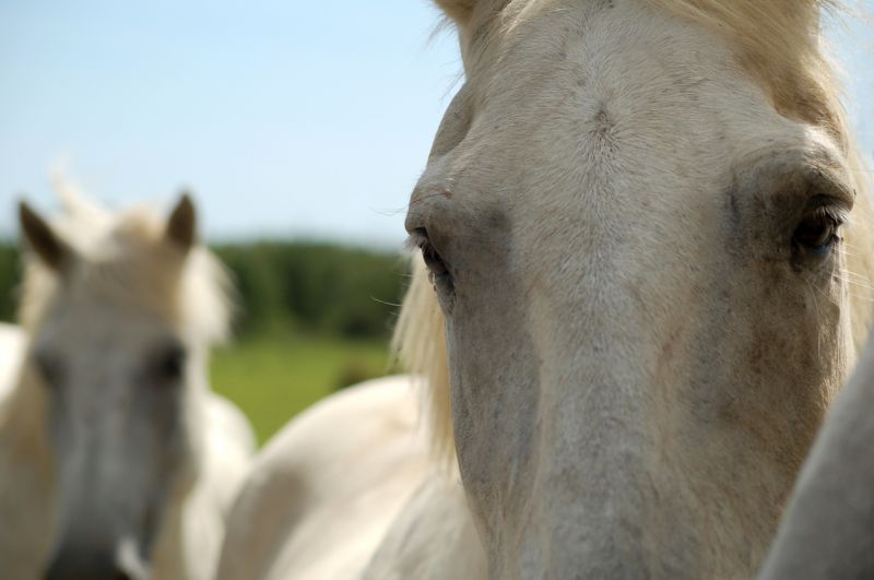 Les Grandes Cabanes du Vaccarès - camargue.fr