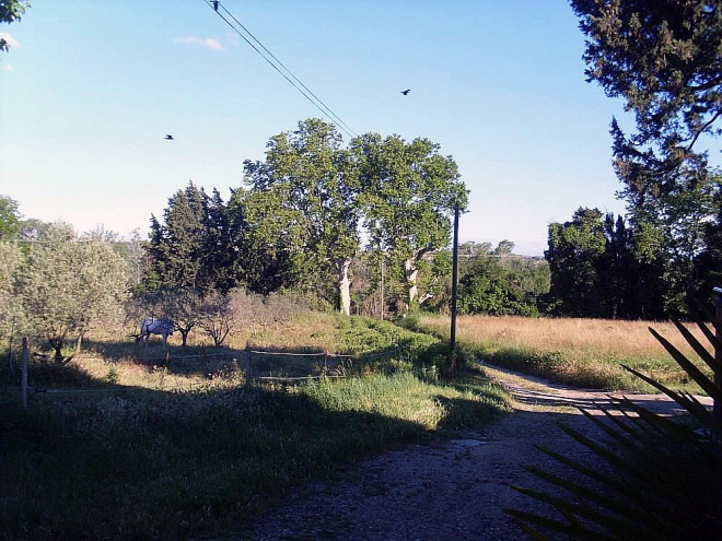 Mas des Platanes - camargue.fr