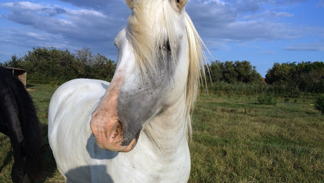 Mas du Juge - camargue.fr