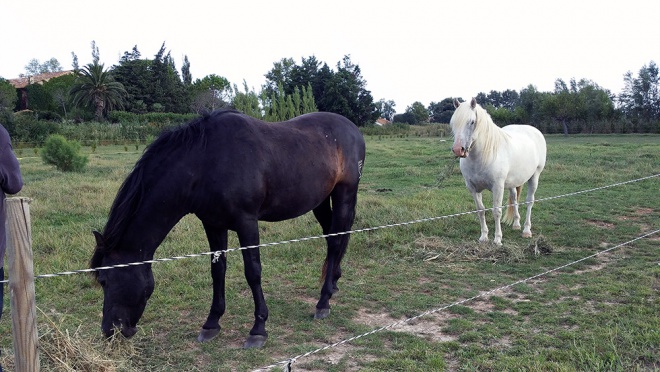 Mas du Juge - camargue.fr