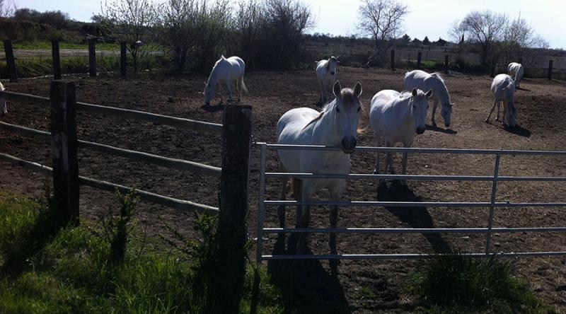 Mas Albert Espelly - camargue.fr