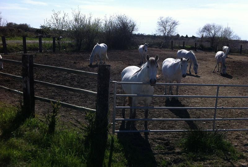 Mas Albert Espelly - camargue.fr