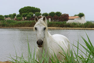 Le Palomino