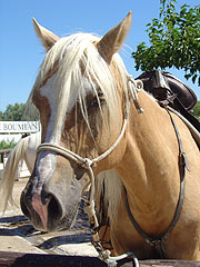 Le Palomino