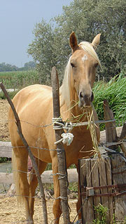 Le Palomino