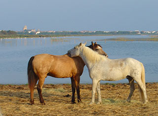 Le Palomino