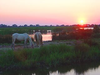 Le Palomino