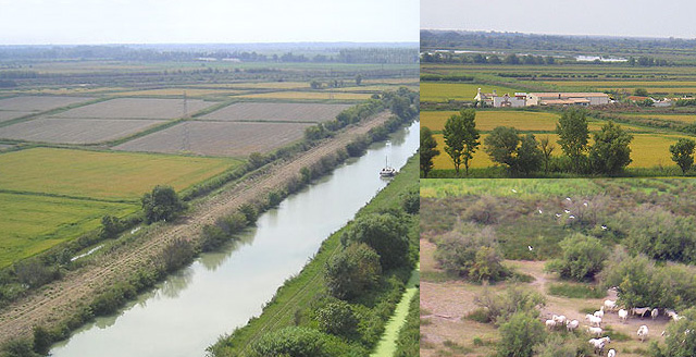 Riz de Canavere - camargue.fr