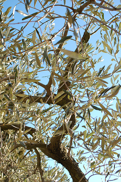 Camargue Alpilles Safaris - camargue.fr