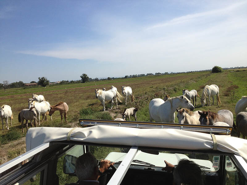 Camargue Alpilles Safaris - camargue.fr