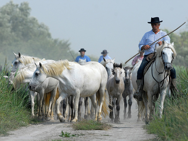 Camargue Alpilles Safaris - camargue.fr