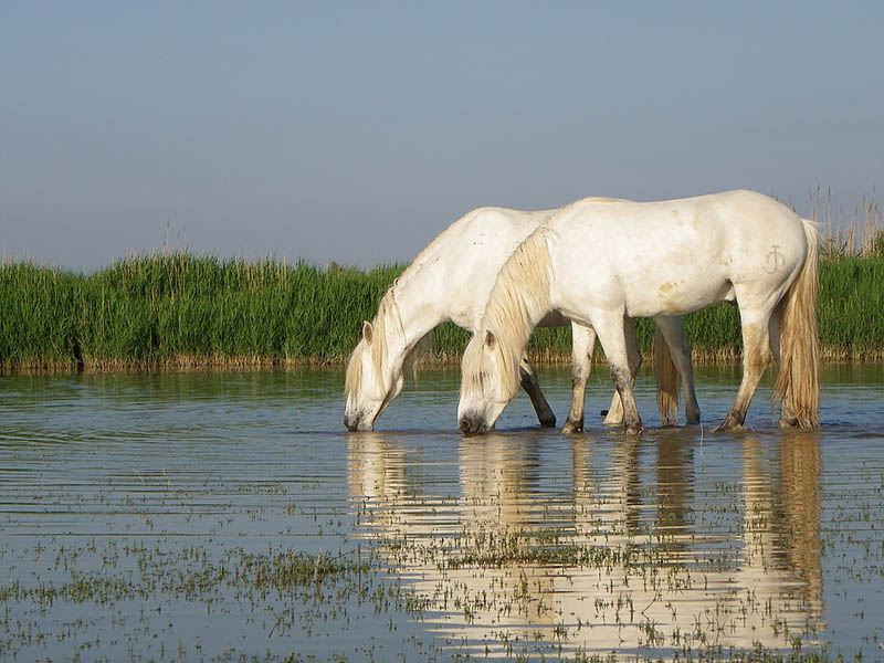 Camargue Alpilles Safaris - camargue.fr