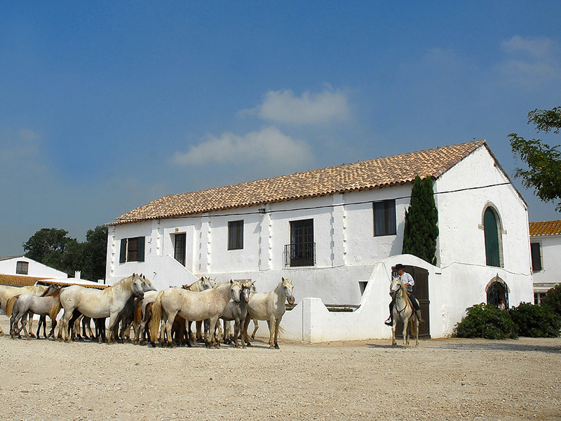 Camargue Alpilles Safaris - camargue.fr