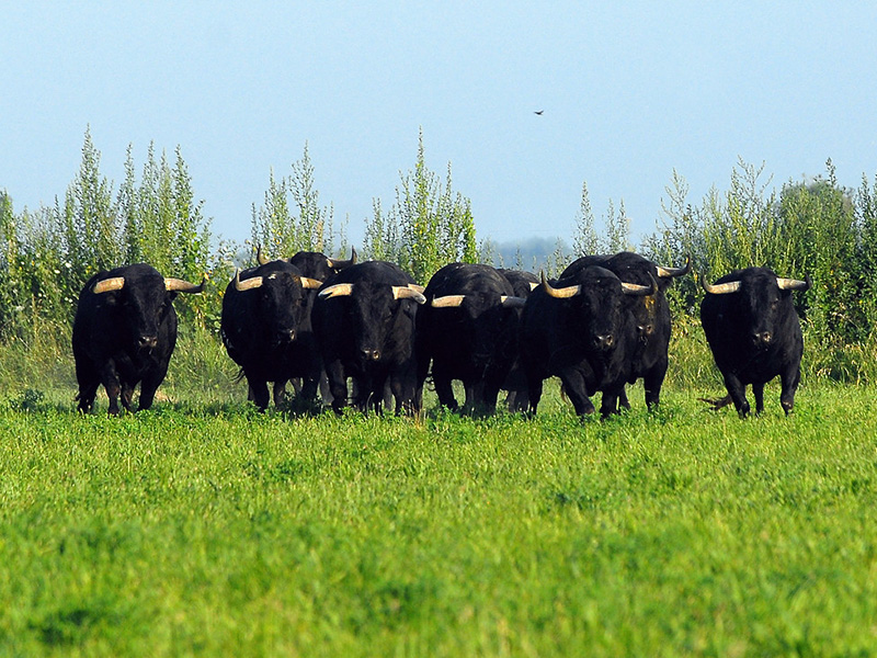 Camargue Alpilles Safaris - camargue.fr