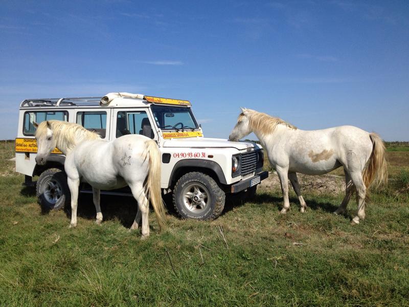 Camargue Alpilles Safaris - camargue.fr