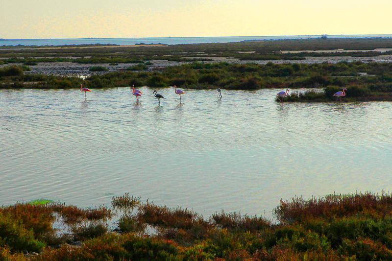 Camargue Alpilles Safaris - camargue.fr