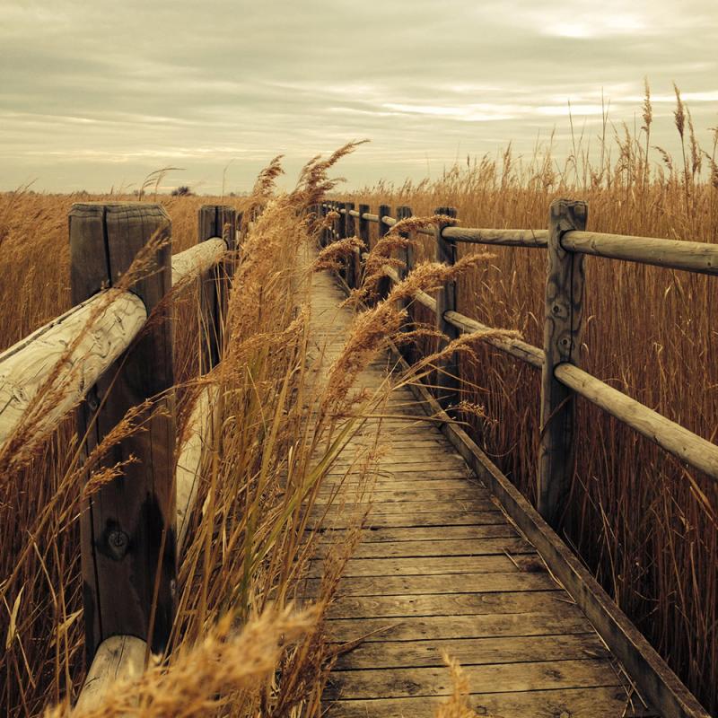 Camargue Alpilles Safaris - camargue.fr