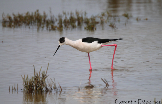 Le Gitan Safari Photo du Delta - camargue.fr