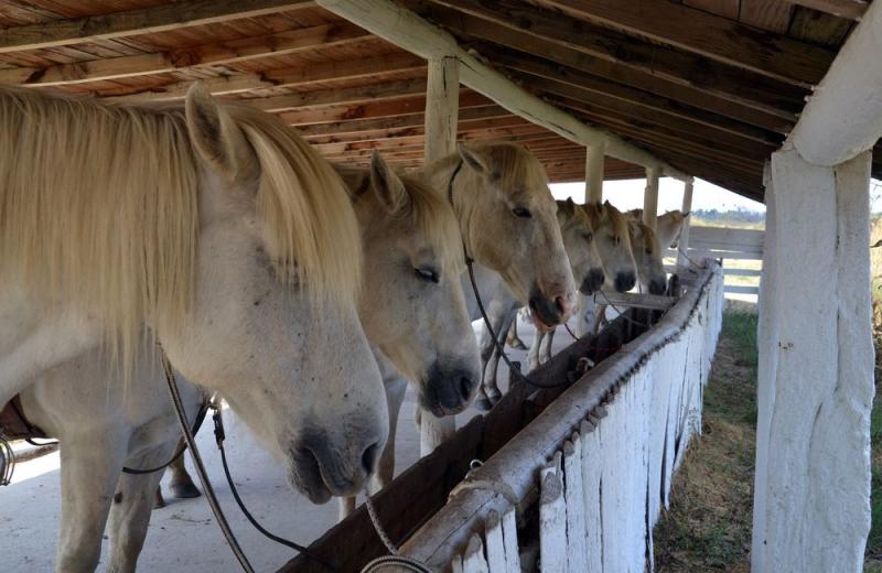 Mas de Sylvéréal - camargue.fr