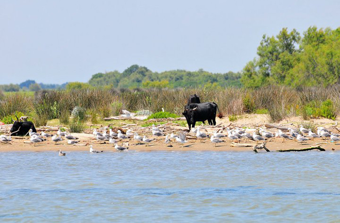 TIKI III - camargue.fr