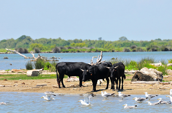 TIKI III - camargue.fr