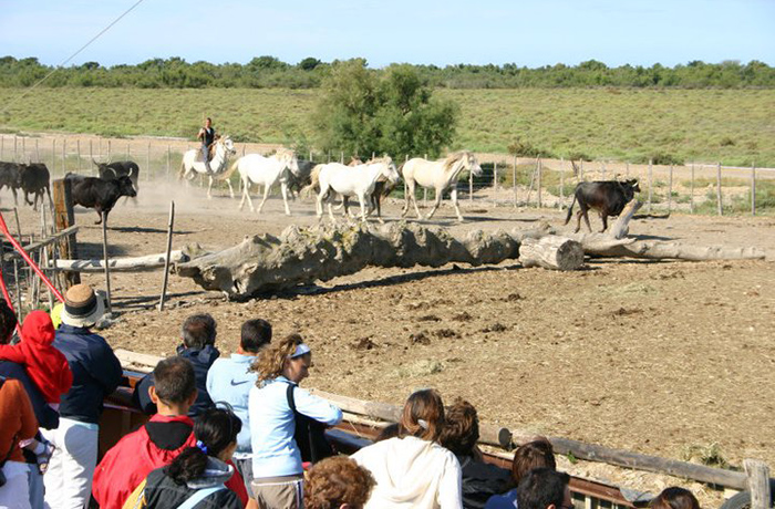 TIKI III - camargue.fr